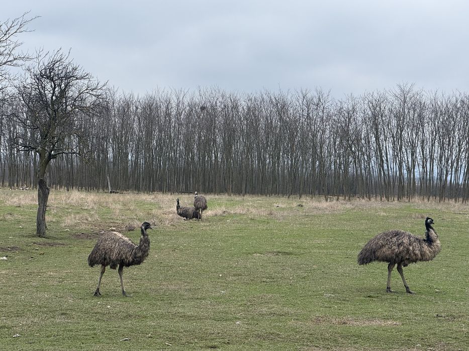 Vand Emu Australian intre 2-6 ani