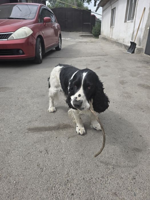 Спаниели от рабочих собак