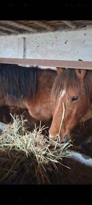 Буаз биелер сатылымда