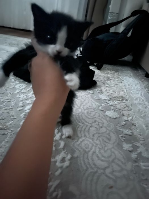 котята приученные к лотку