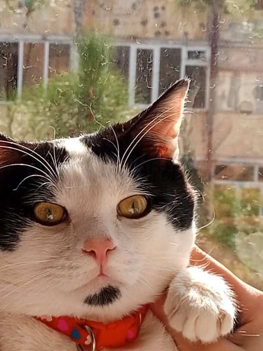 Mushuk yoʻqolgan.Samarqandda uy mushuigi  agar topilsa bizga murojat q