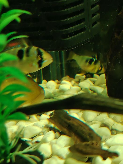 Продаются  Рамирези