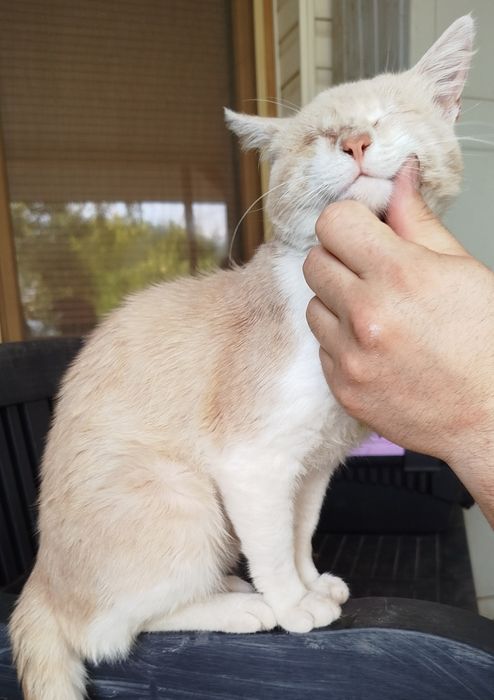 Мило мъжко коте търси дом