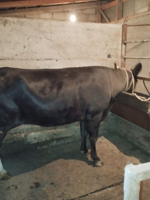 1 туған сиыр сатылады