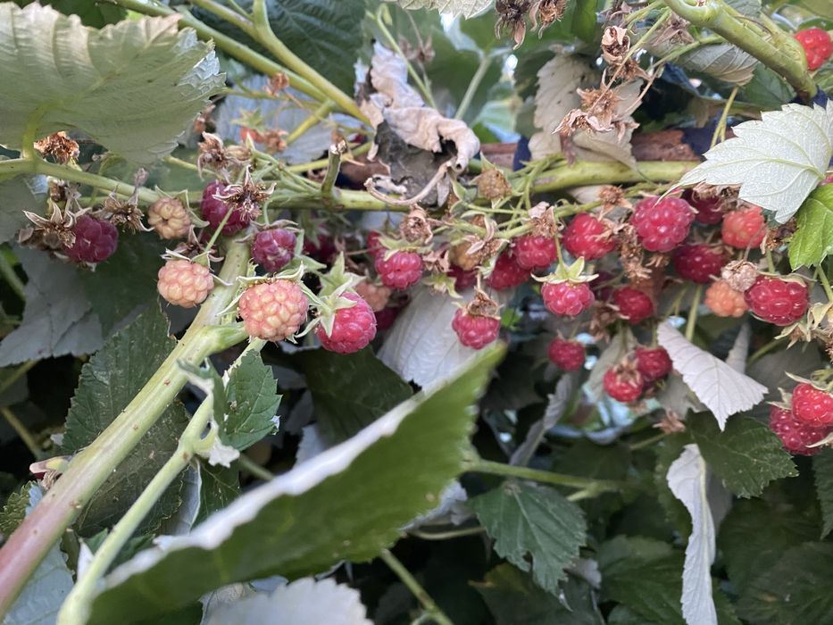 Саженцы малины