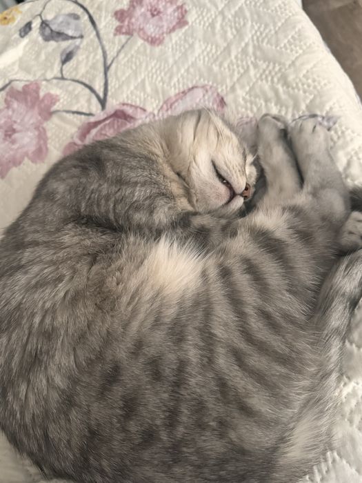Шотландская кошка