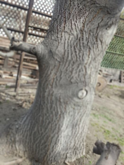 Продается орех дерево для изготовления мебели или отделки стен. Дм(800