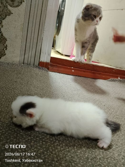 Вислоухие котята