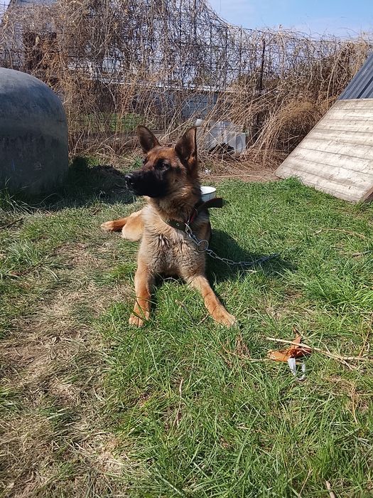 Немецкая овчарка