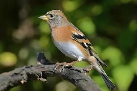 Продам певчих птиц