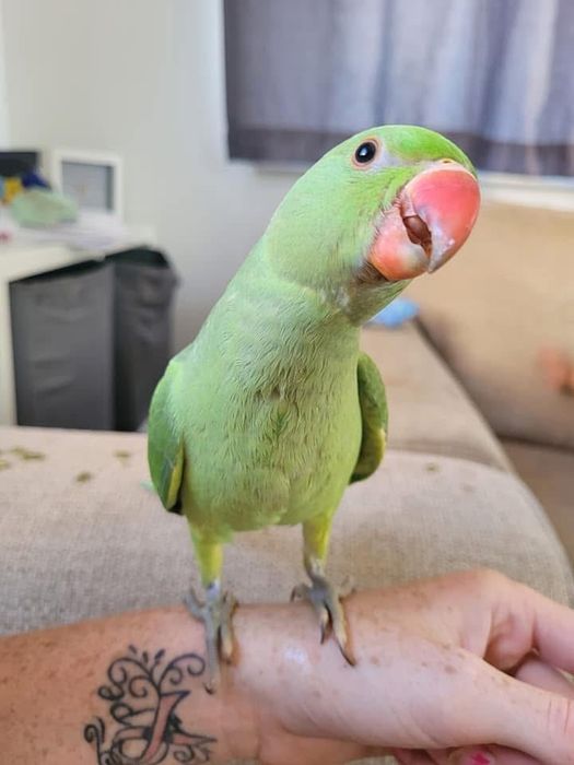 Papagali micul alexandru pui blanzi crescuti la mana