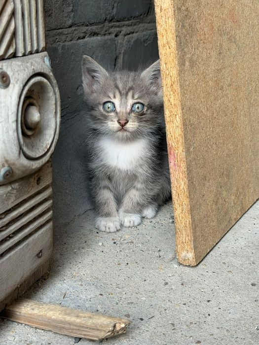 Отдам котят, все девочки