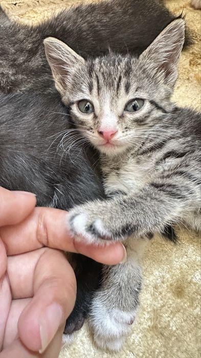 Mushuk: British Shorthair