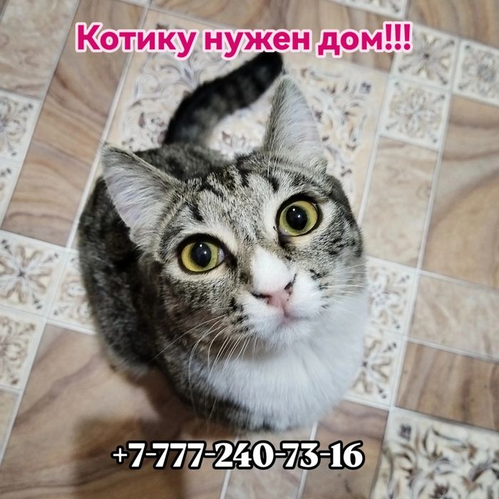 Отдам двух котиков.
