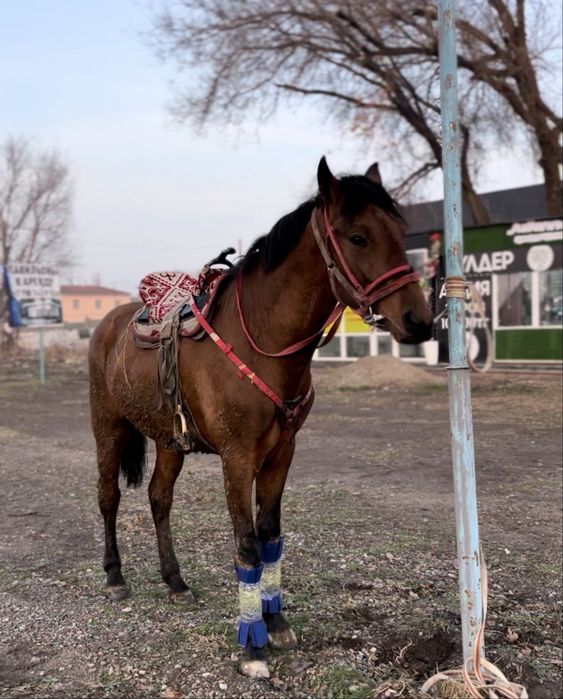 Срочно  сатылады донен 3 жасар