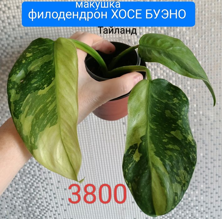 Цветок 2000тенге