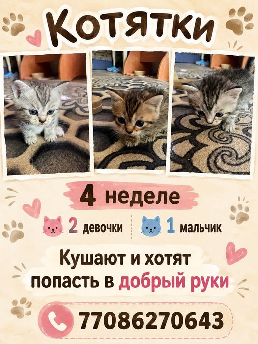 Отдадим котят в добрые руки