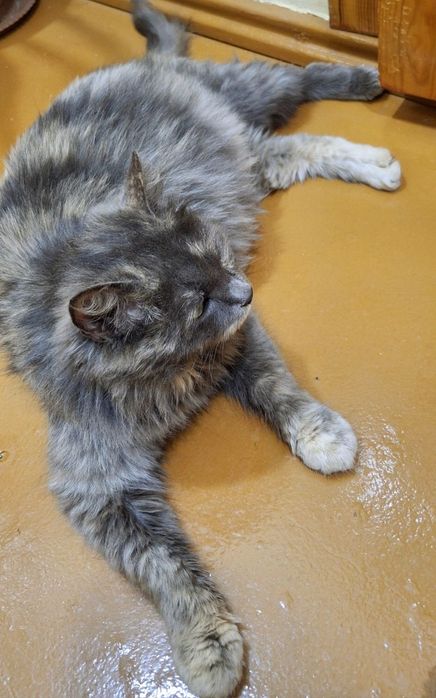 Котёнок берживий цвет пушистый