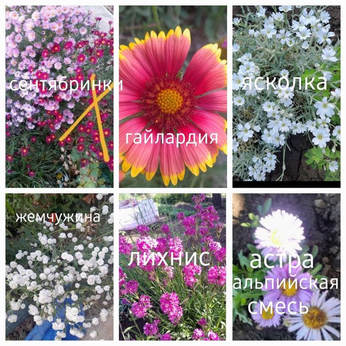 Продам многолетние цветы