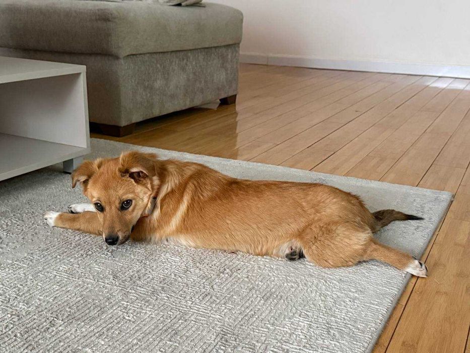 Идем дом для щенка (девочка)