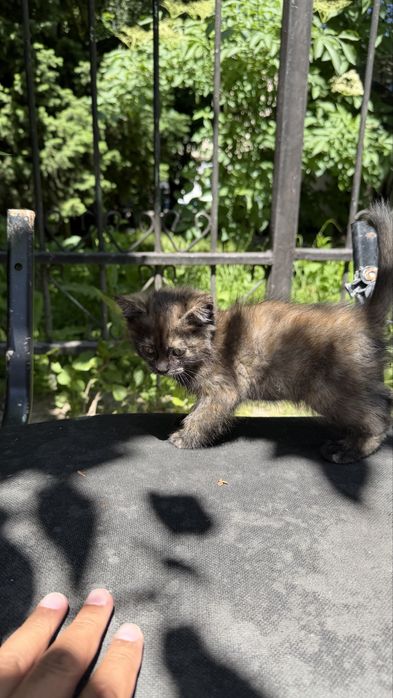 Отдам котенка в добрые руки