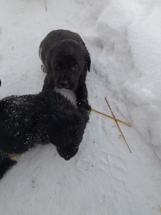 Отдам щенят в хорошие руки