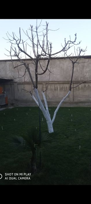 Bogbon agranom xizmati