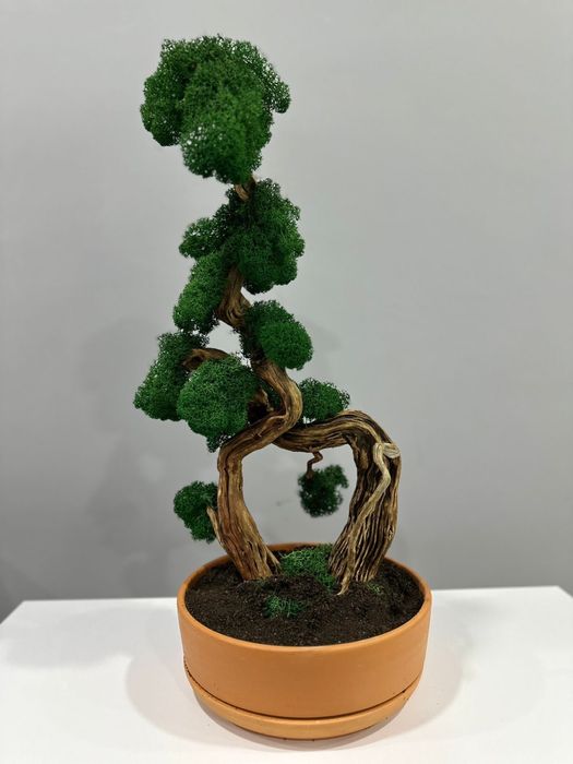 Бонсай натуральный живой