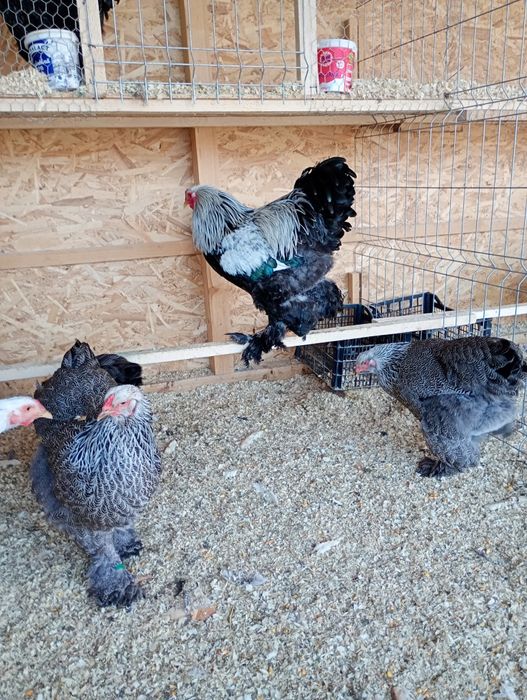 Ouă Brahma  pentru incubat