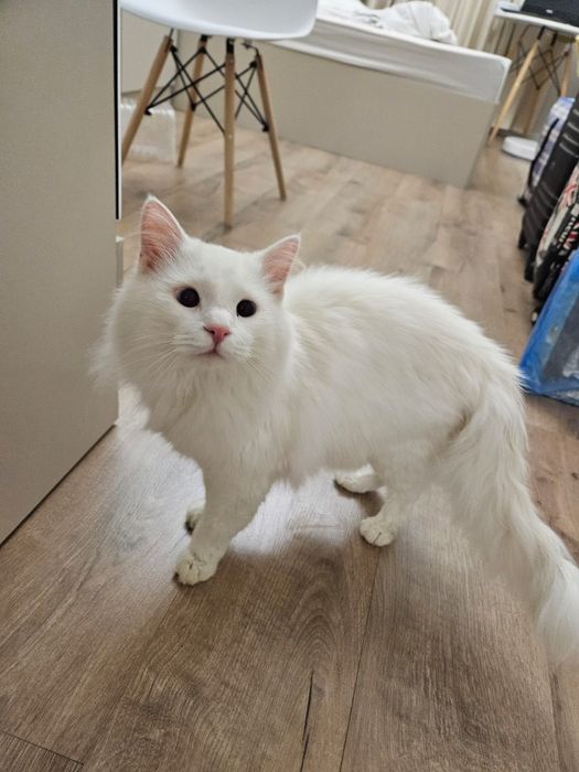 Груминг с выездом на дом.