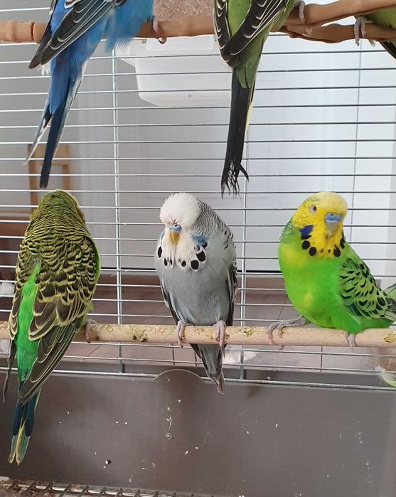Papagali Peruși standard și normali – pui și adulți