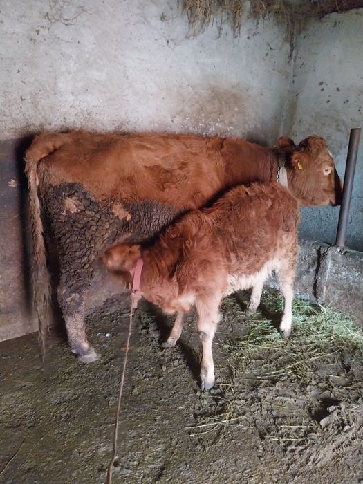 Vacă cu vițică de vânzare