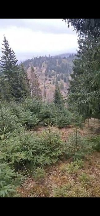 Teren la munte, Bucovina