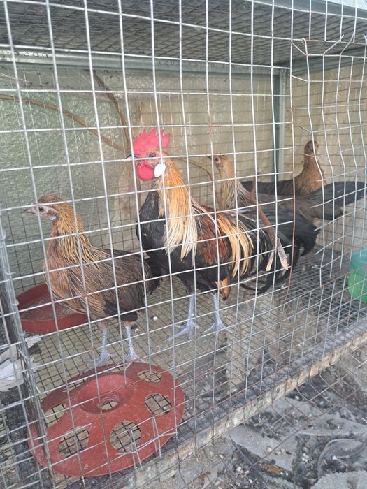 Декоративни пилета Финикс