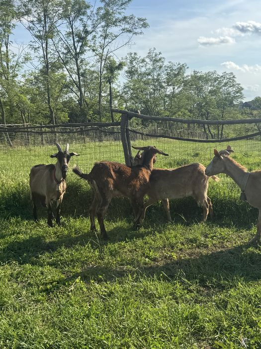 Capre foarte bune de lapte in arges