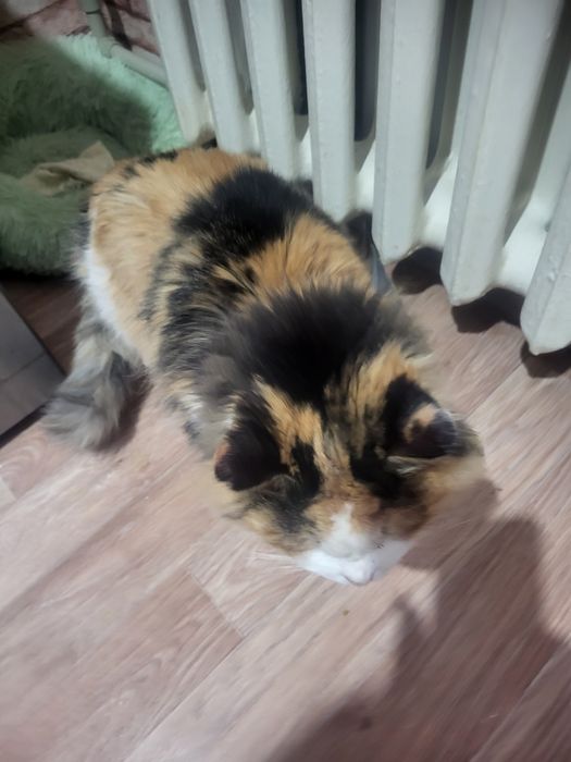 Найдено кошка в балыкшах