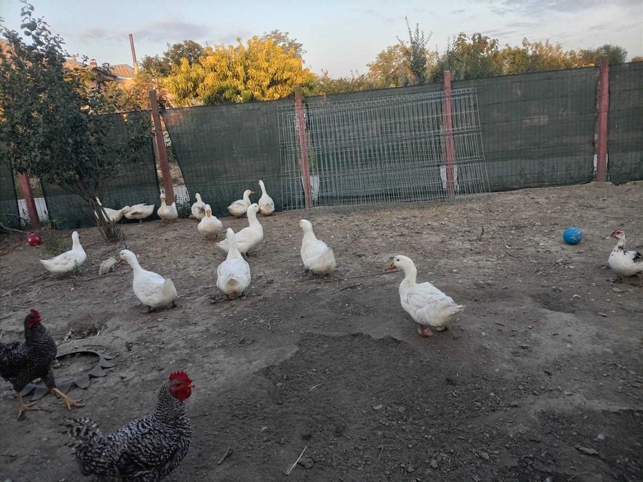 Vand rate pekin viu preț 30 lei /kg tăiat 35/kg lei de anul asta,rate mute boboci  20 lei buc pentru mai multe detalii sunați la Nr 0760071425