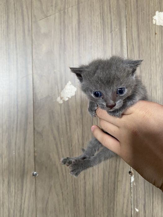 Отдам в хорошие руки