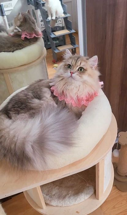 Fetita british longhair blue golden, pedigree, lipicioasa