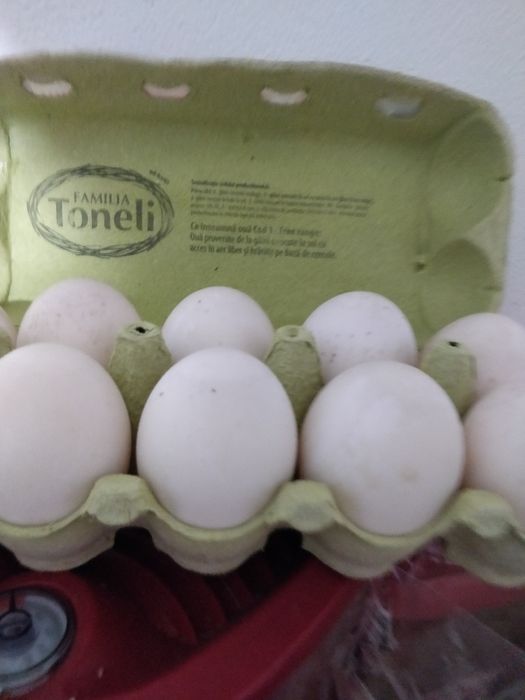 Oua de rata bune mancat