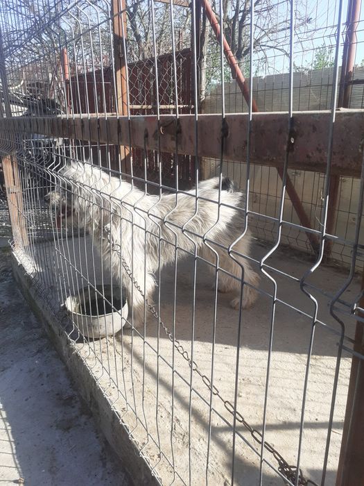 Donez catelușă de1 an jumate