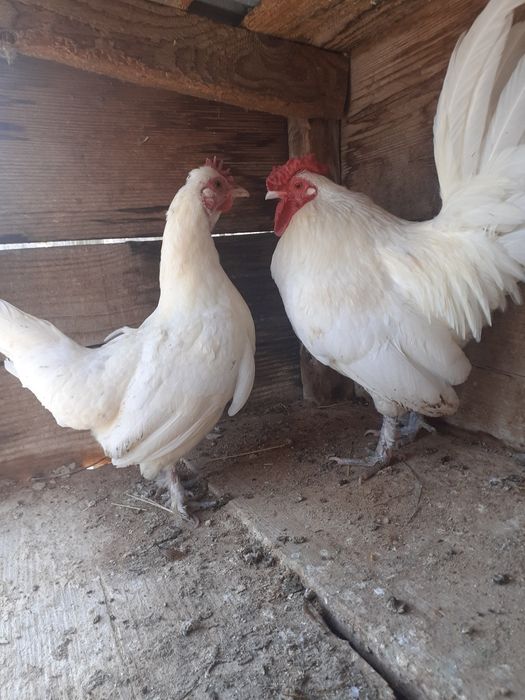 2perechi gaini tinere