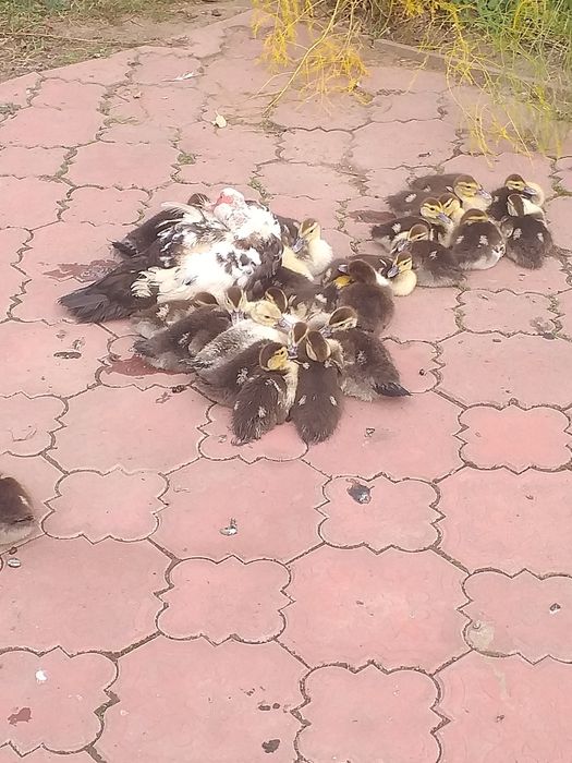 Rate mute 6 saptamani