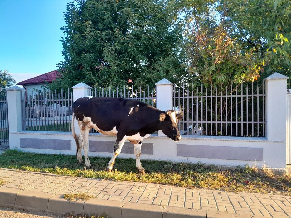 Vițică de 1 an și 6 luni