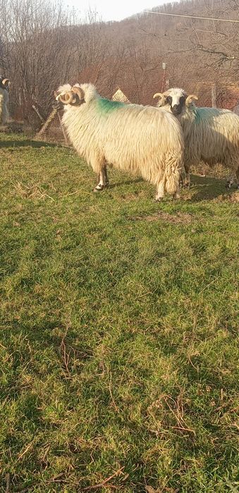 Disponibil berbecii brezi