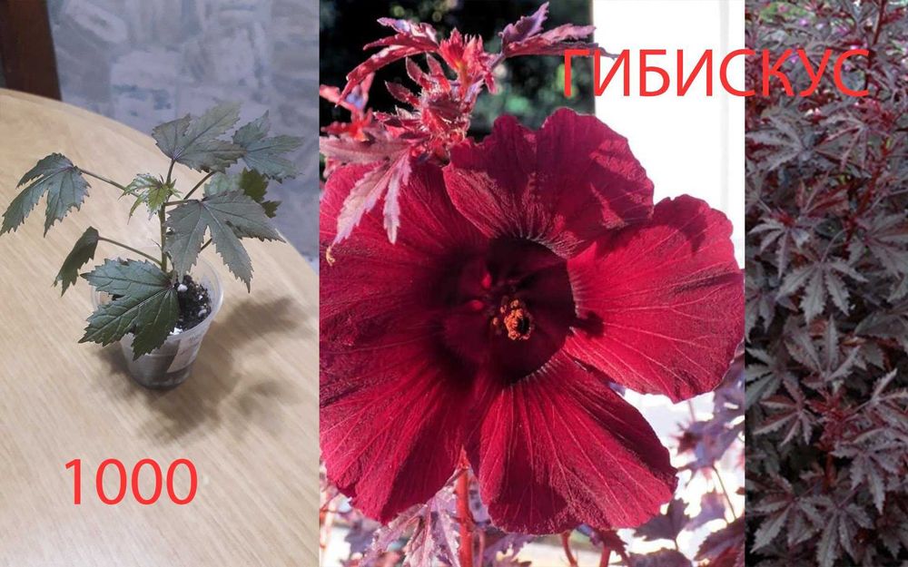 Комнатные  цветы