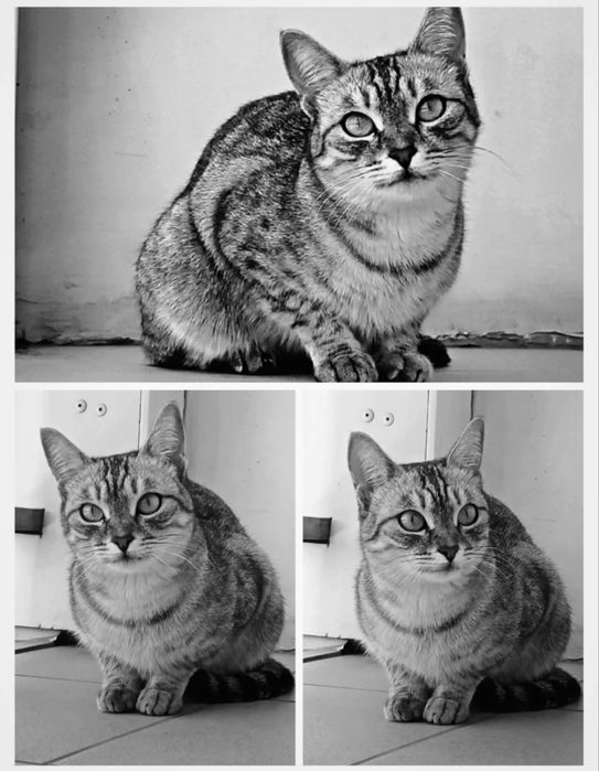 замечательная кошка Алиса даром