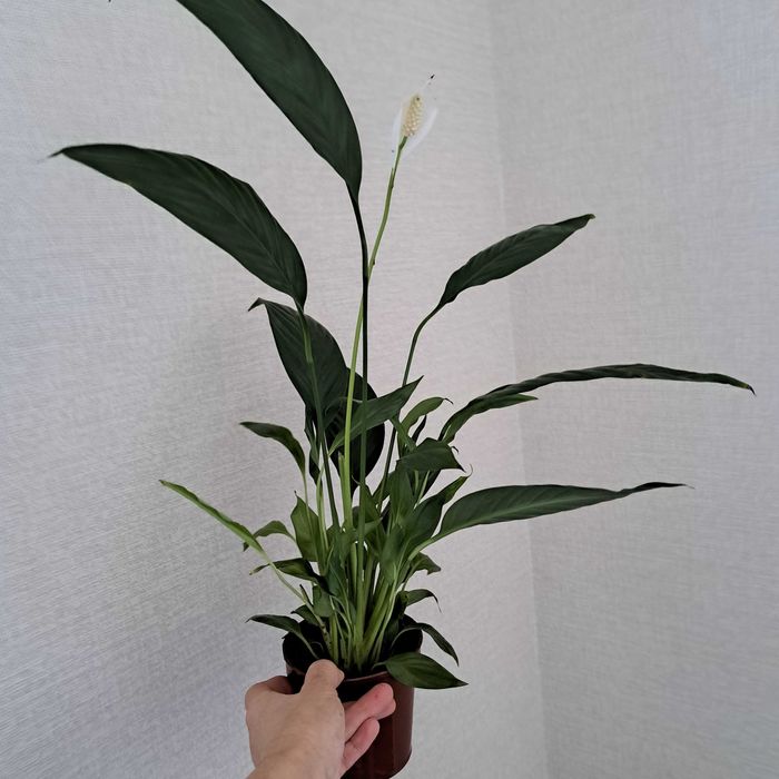 Спатифилиум женская счастье