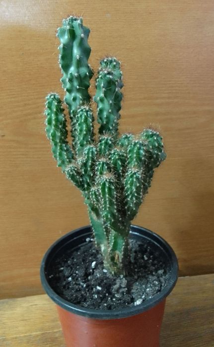 Алоэ Вера 200тг.