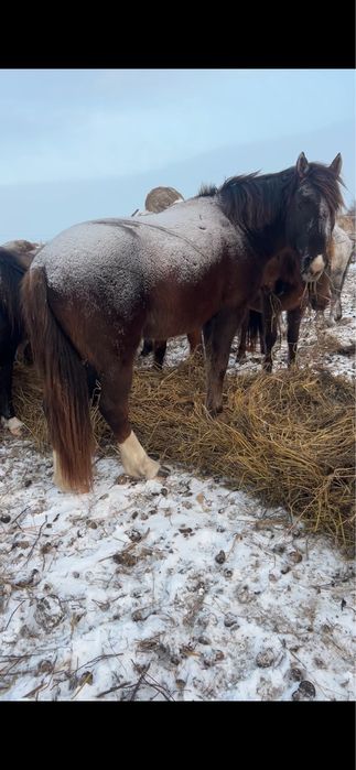 Айғыр сатылады……